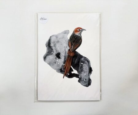 Print A4 "Cape Grassbird"