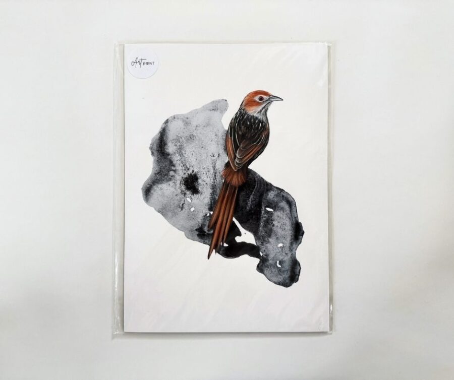 Print A4 "Cape Grassbird"