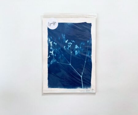 Cyanotype A5 "Baby's Breath"