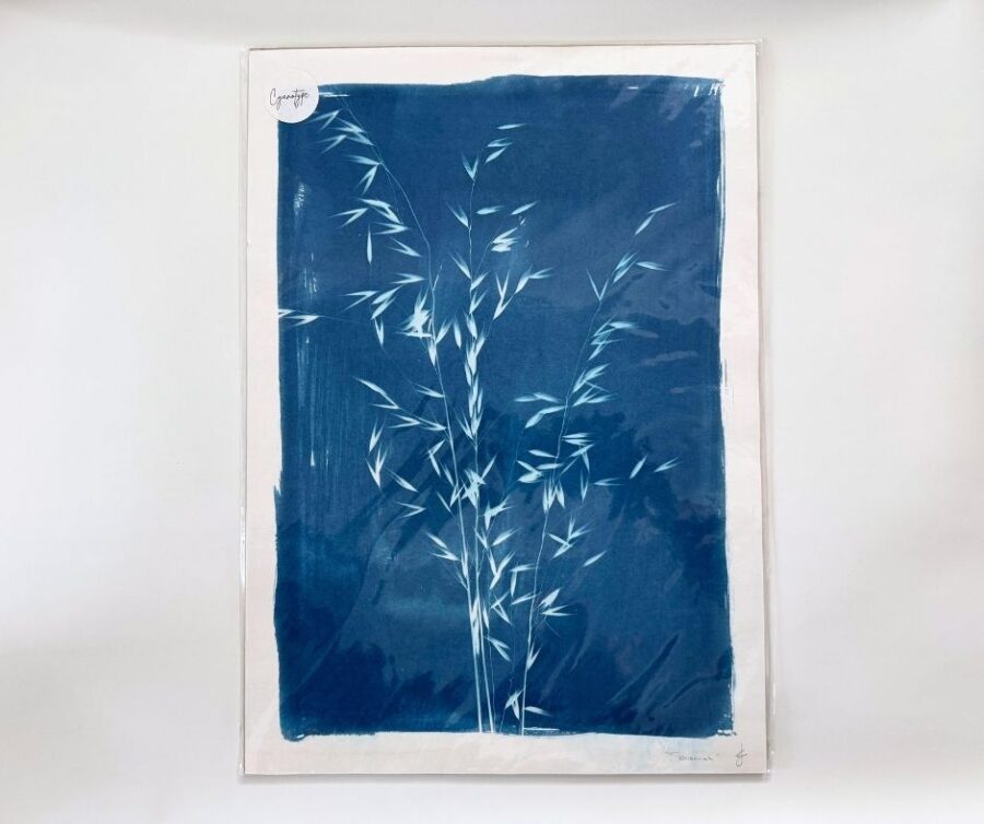 Cyanotype A3 "Savannah"