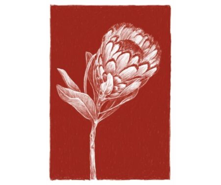 Protea (red)