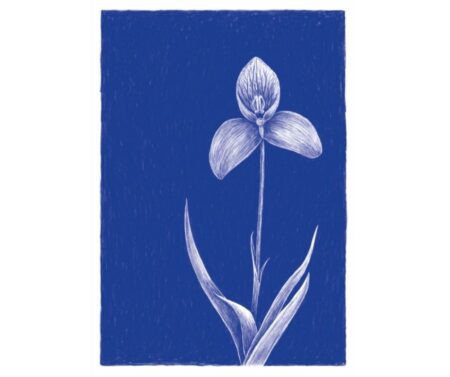 Disa Orchid (blue)