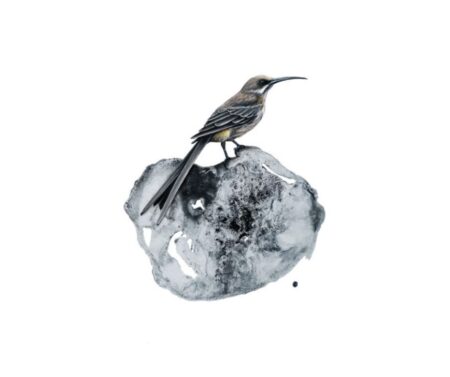 Sugarbird