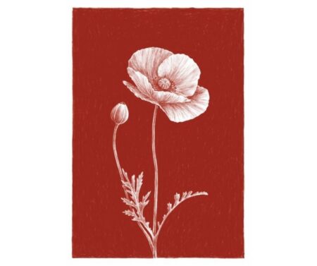 Poppy (red)