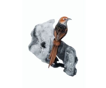 Grassbird