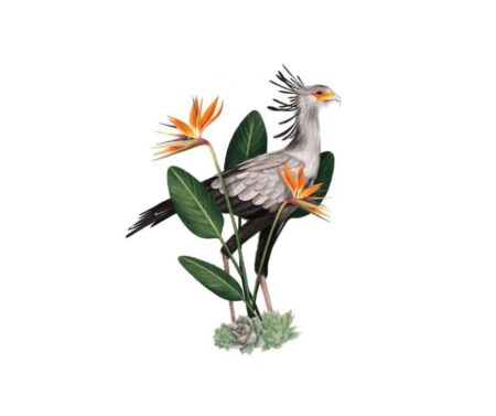 Secretary Bird