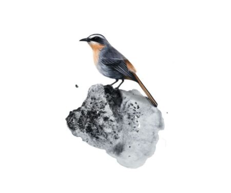 Cape Robin