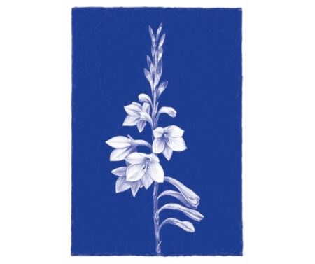 Watsonia (blue)