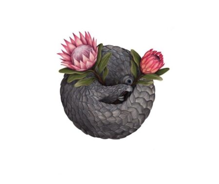 Pangolin