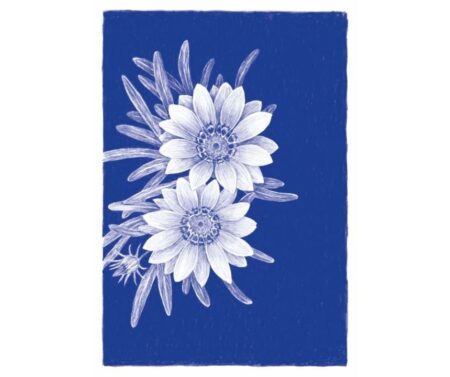 Gazania (blue)