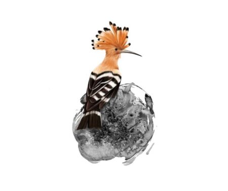 Hoopoe