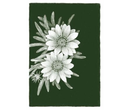 Gazania (green)