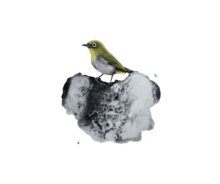 Cape White Eye