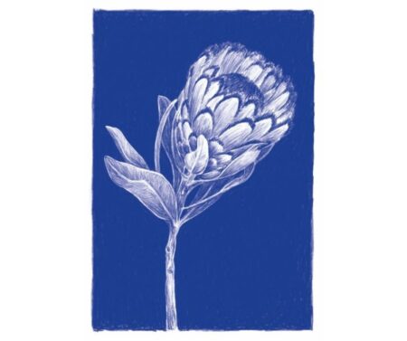 Protea (blue)