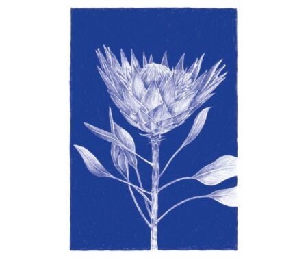 King Protea (blue)