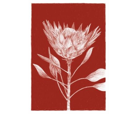 King Protea (red)