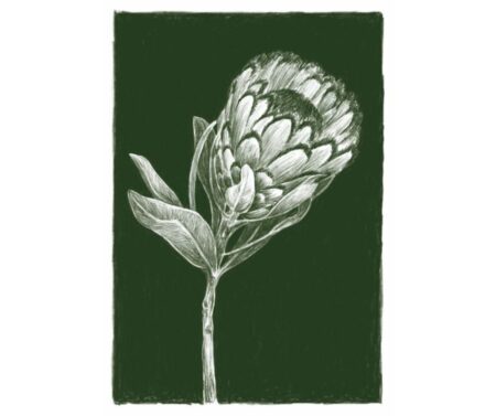 Protea (green)