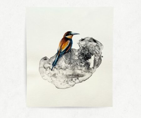 To Sweetly Sing (Eurpoean Bee eater)