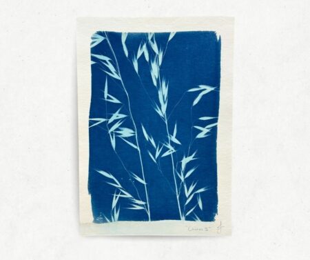 Cyanotype II (A5)