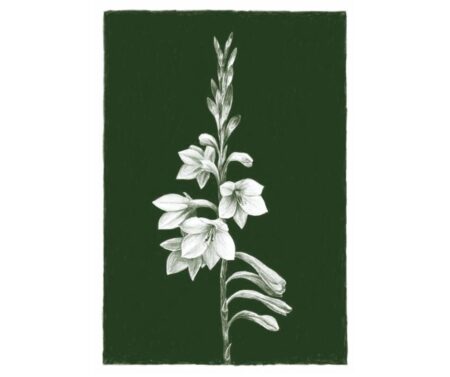 Watsonia (green)