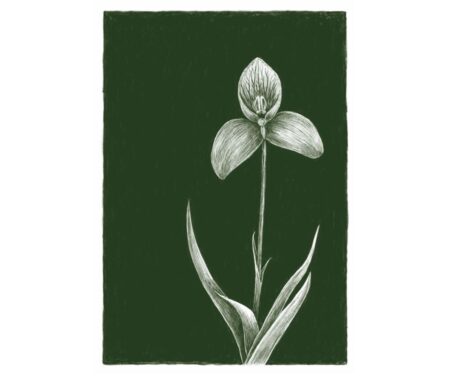 Disa Orchid (green)
