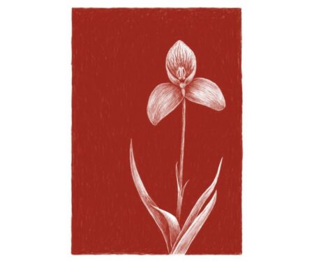 Disa Orchid (red)