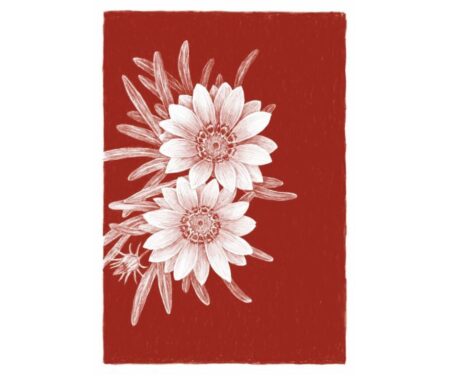 Gazania (red)