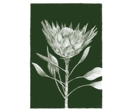 King Protea (green)