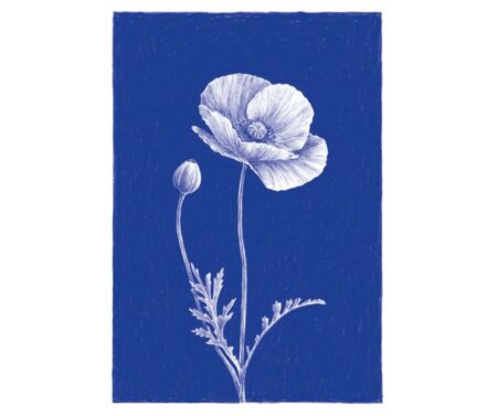 Poppy (blue)