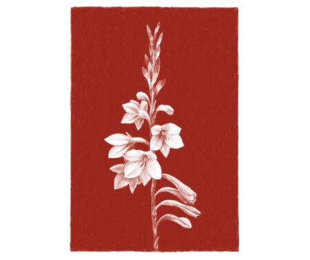 Watsonia (red)